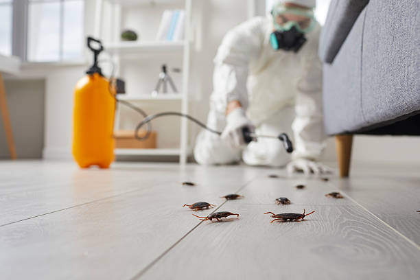 Commercial Kitchen Cockroach Control in Corpus Christi